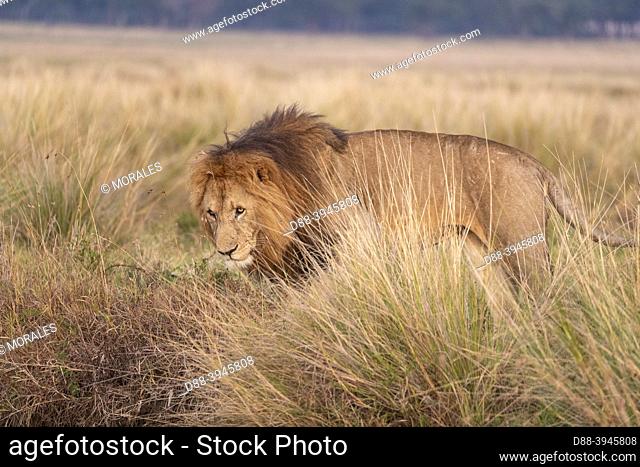 Africa, East Africa, Kenya, Masai Mara National Reserve, National Park, Lion (Panthera leo), in the grass