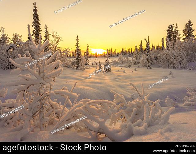 Winter landscape in November with snowy trees and direct light with colorful sky, Gällivare, Swedish Lapland, Sweden