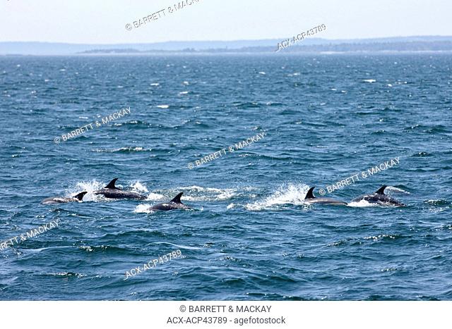 White-sided Dolphins, Lagenorhynchus obliquidens, off Grand Manan Island, Bay of Fundy, New Brunswick, Canada