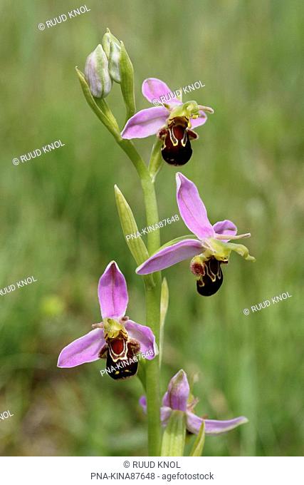 Bee Orchid Ophrys apifera - Maasvlakte, Europoort, South Holland, The Netherlands, Holland, Europe