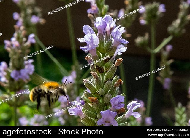 02 August 2020, Lower Saxony, Brunswick: A bumblebee (Bombus) flies past a lavender bush (Lavandula angustifolia) during its search for food with its sucking...