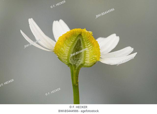 scented mayweed, german chamomile, german mayweed (Matricaria chamomilla, Matricaria recutita), hollow flower head, longitudinal cut, Germany