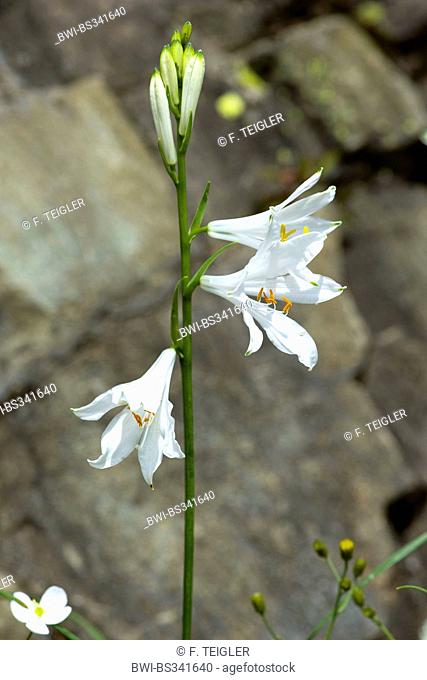 St. Bruno's Lily (Paradisea liliastrum, Paradisia liliastrum), blooming, Switzerland