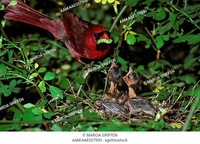 Cardinal male feeding young (Richmondena cardinalis)