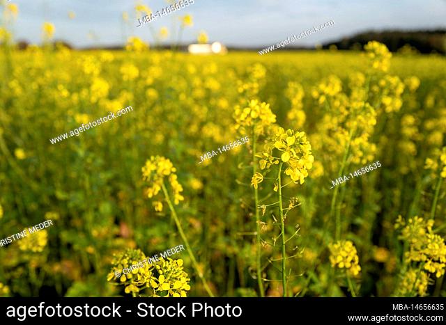 Autumn, nature, autumn mood, yellow flowering mustard