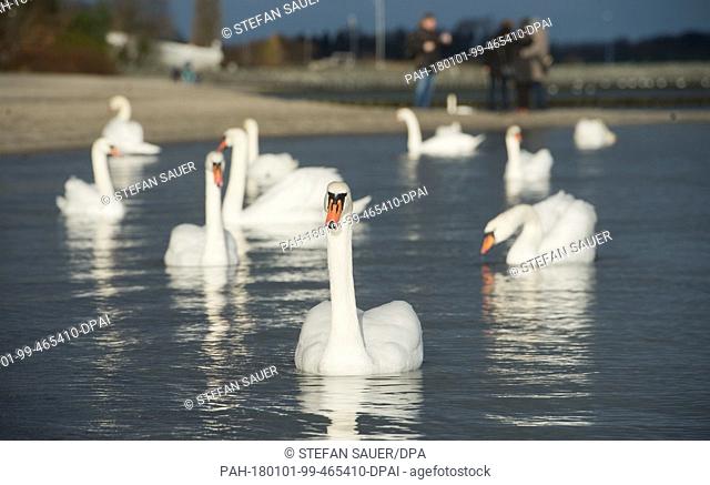 Swans swim on the water at the sea bath in Stralsund, Germany, 1 January 2018. A capricious and cold weather is expected in the upcoming days