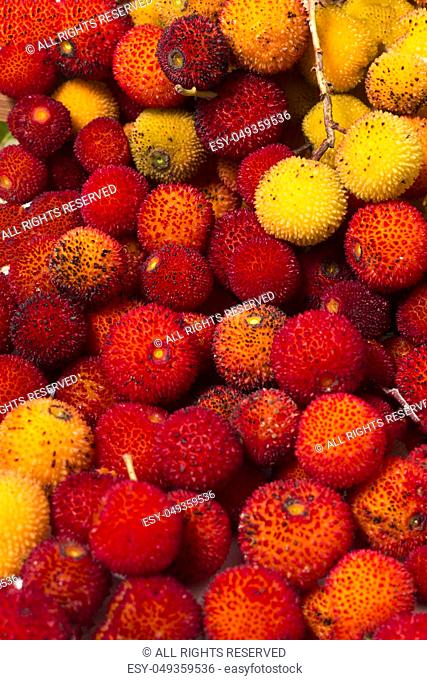 Close up view of strawberry tree (Arbutus Unedo) fruits
