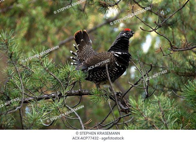 Spruce Grouse or Canada Grouse (Falcipennis canadensis) in Lodgepole Pine (Pinus contorta), Jasper National Park, Alberta, Canada
