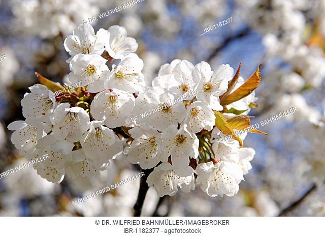 Blooming Wild Cherry (Prunus avium) near the hotel Knollhof, Gufidaun, Eisack Valley, South Tyrol, Italy, Europe