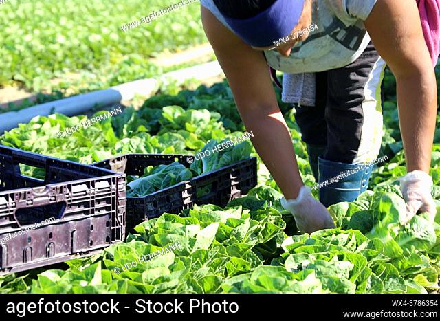 Agricultural salad harvest (Germany)