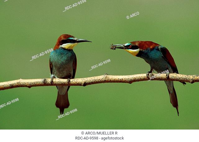 European Bee-eaters, pair, courting, Kiskunsag national park, Hungary, Merops apiaster