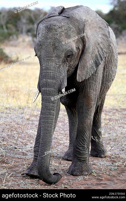 Elefant im Chobe Nationalpark, Botswana; Loxodonta africana; elephant at Chobe National Park, Botsuana