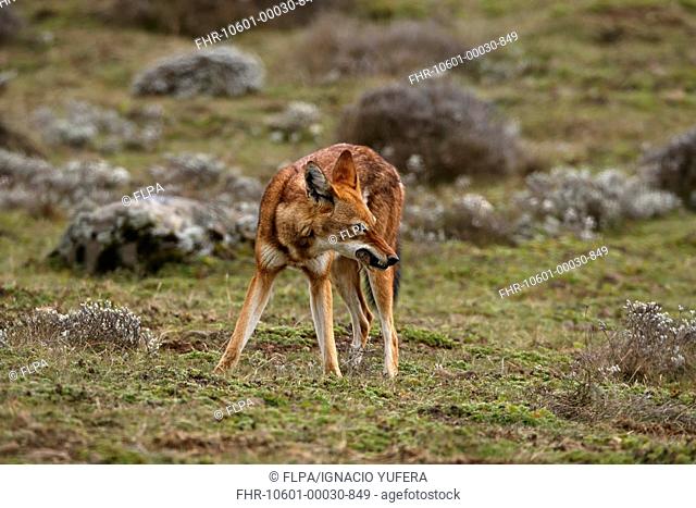 Ethiopian Wolf Canis simensis adult, feeding on rodent, on afro-alpine moorland, Bale Mountains, Oromia, Ethiopia
