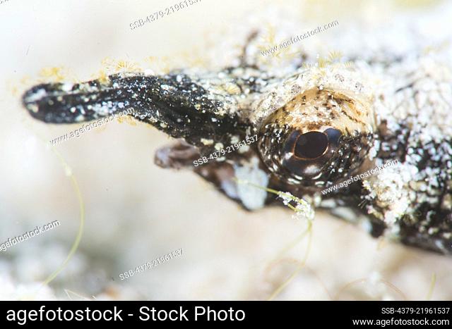 Portrait of a Dragon Sea Moth, Eurypegasus draconis, Mabul Island, Sabah, Malaysia, Borneo