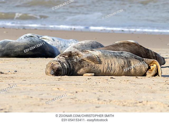 Grey seal , Halichoerus grypus, on the breeding beaches at Horsey, Norfolk, UK