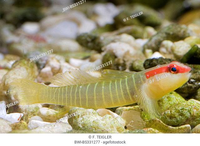 Greenbanded Goby, Green banded Goby (Elacatinus multifasciatus), swimming at the pebble ground of a water