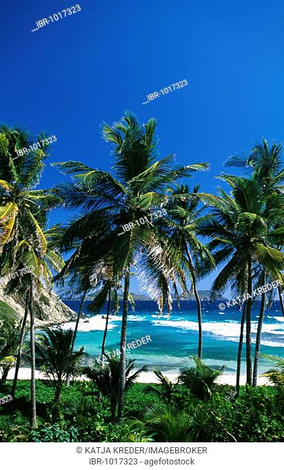 Palm trees on a beach on Peter Island, British Virgin Islands, Caribbean