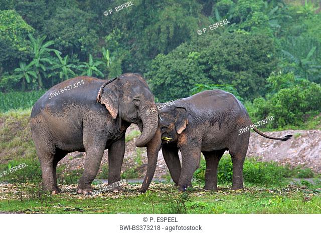 Asiatic elephant, Asian elephant (Elephas maximus), two elephants at a river, Thailand, Chiang Mai
