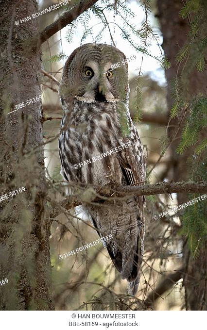 Great Gray Owl looking surprised
