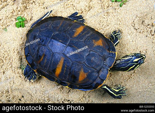 Florida red-bellied slider turtle (Chrysemys nelsoni) (Pseudemys rubriventris nelsoni), Florida red-bellied slider turtle, red-bellied slider turtle