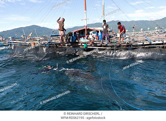 Fishermen feeding Whale Sharks from Fishing Platform called Bagan, Cenderawasih Bay, West Papua, Indonesia