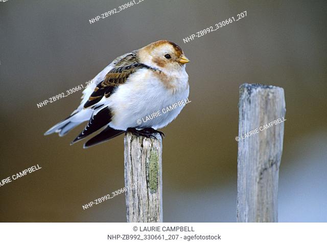 Snow Bunting (Plectrophenax nivalis) perched on snow fence at Glen Shee ski centre, Cairngorms National Park, Scotland, February 1987