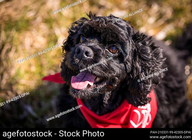 31 March 2021, Lower Saxony, Hanover: Dog Gil (American Cocker Spaniel breed) sits on a meadow after a world record attempt in ""hoop jumping""