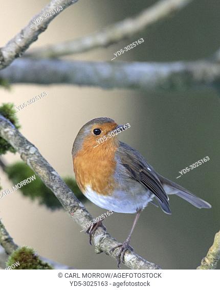 Robin, Ireland