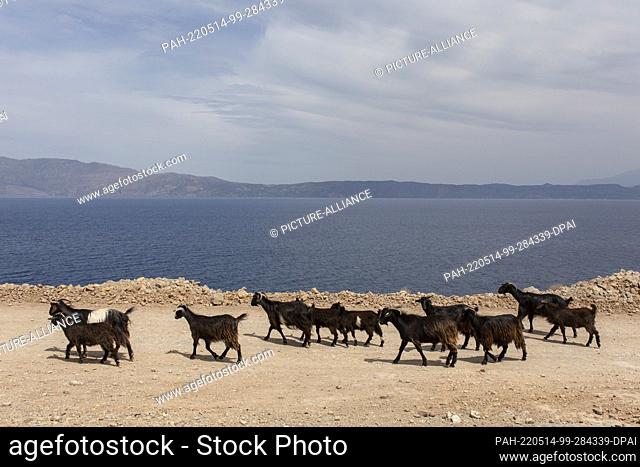 12 May 2022, Greece, Kissamos: Goats on the way to the beach of Balos in the northeast of the island of Crete. Photo: Socrates Baltagiannis/dpa