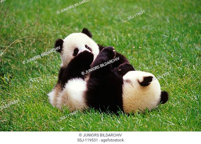 giant panda - two cubs - playing / ailuropoda melanoleuca