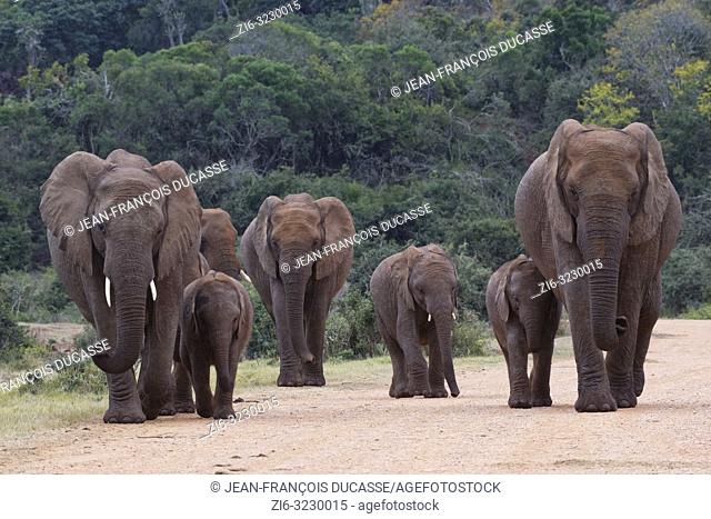 African bush elephants (Loxodonta africana), herd, walking along a dirt road, Addo Elephant National Park, Eastern Cape, South Africa, Africa