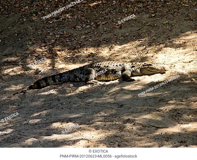 Crocodile resting on sand in a zoo, Mahabalipuram, Kanchipuram District, Tamil Nadu, India