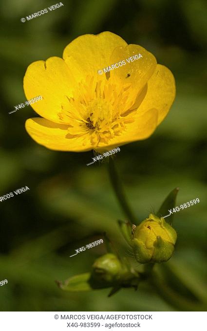 Flor de botón de oro, Creeping Buttercup flower Ranunculus repens  Pontevedra, España