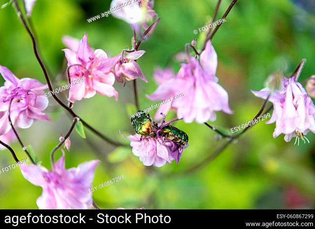 Two wonerful Golden Rose Beetles forage on pink flowers