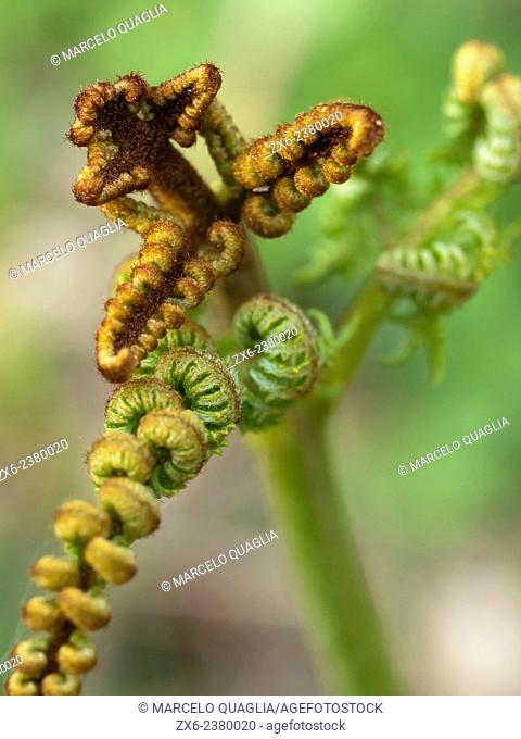 Sprout of Common bracken or fern (Pteridium aquilinum). Montseny Natural Park. Barcelona province, Catalonia, Spain