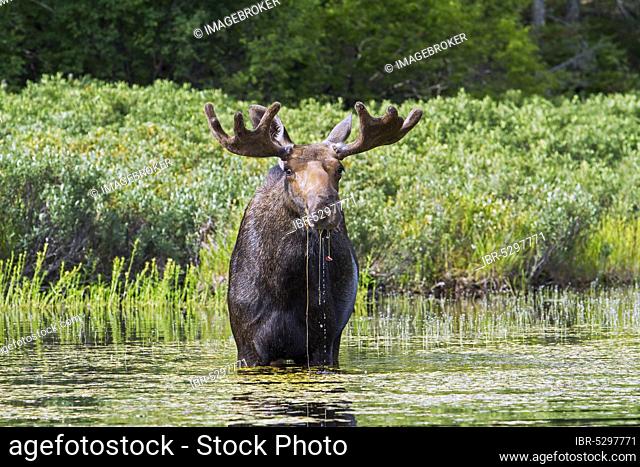 Bull moose (Alces alces) feeding in a lake, La Mauricie national park, Quebec, Canada, North America