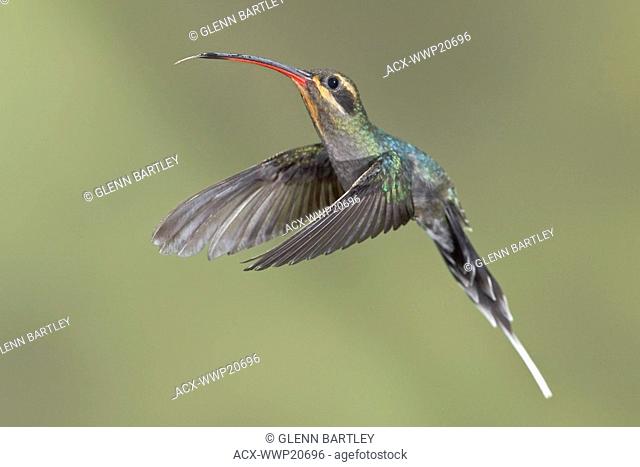 Green Hermit Phaethornis guy feeding at a flower while flying at the Wildsumaco reserve in eastern Ecuador