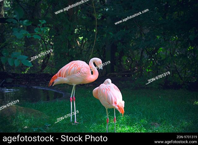 Two flamingos in a jungle with green plants