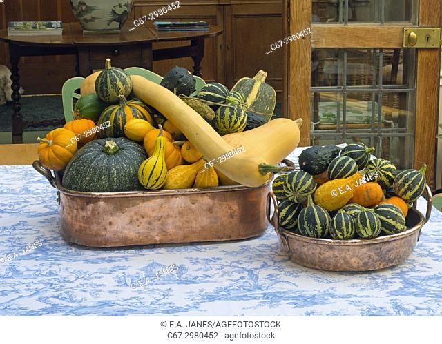 Mixed squashes on display autumn fruits from the garden