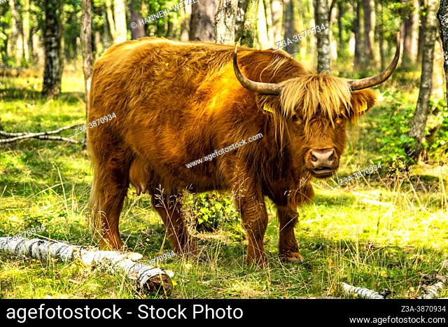 Scottisch highlander grazing in a Dutch forest