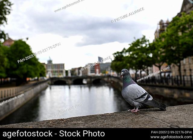 12 May 2020, Berlin: A dove sits on the railing of a bridge over the Spreekanal. Photo: Britta Pedersen/dpa-Zentralbild/ZB. - Berlin/Berlin/Germany
