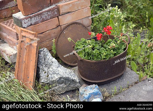 Cast iron pot with geraniums