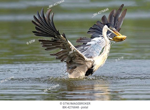 White-necked Heron or Cocoi Heron (Ardea cocoi) fishing, Pantanal, Mato Grosso, Brazil