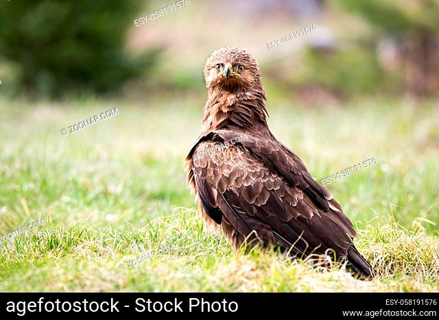 Aggressive lesser spotted eagle, clanga pomarina, sitting on the ground of meadow with green grass and looking intensely into camera