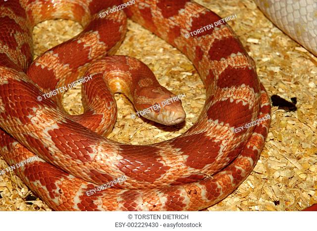 Corn Snake Pantherophis guttatus