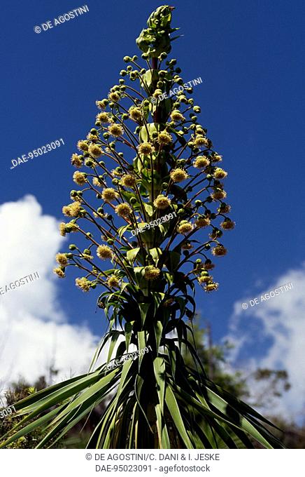 Iliau (Wilkesia gymnoxiphium), Asteraceae, Kauai, Hawaii, Stati Uniti