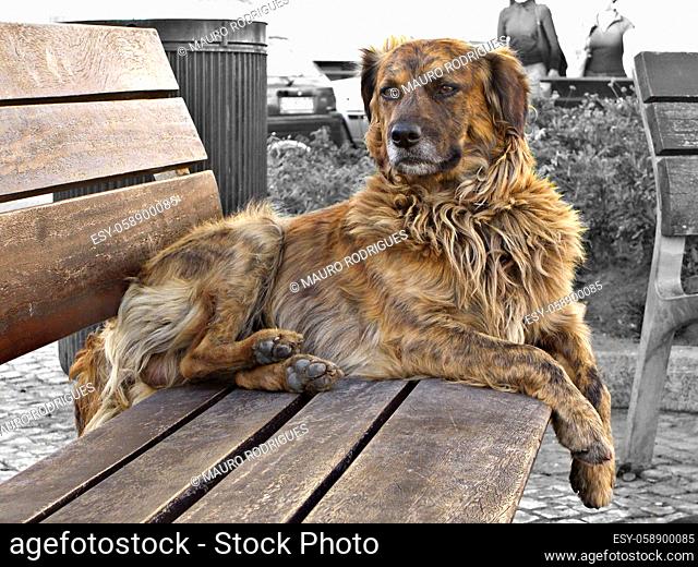 cão da cidade abandonado sentado, descansando num banco de jardim. .