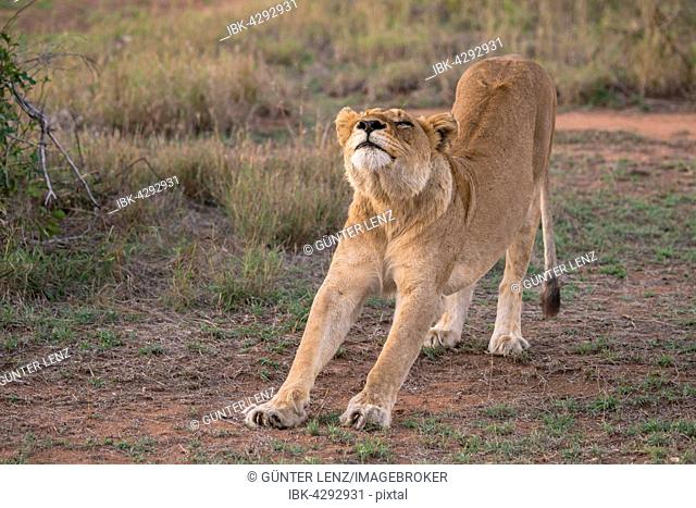 Lioness (Panthera leo) stretching, Sabi Sands Game Reserve, Sabi Sabi Bush Lodge, South Africa