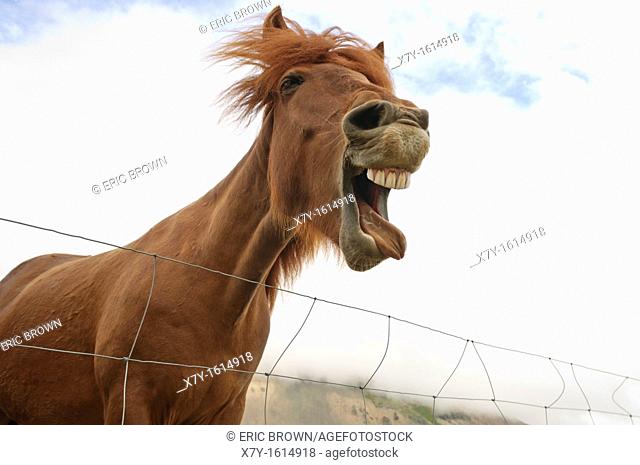 An Icelandic horse makes funny facial expressions