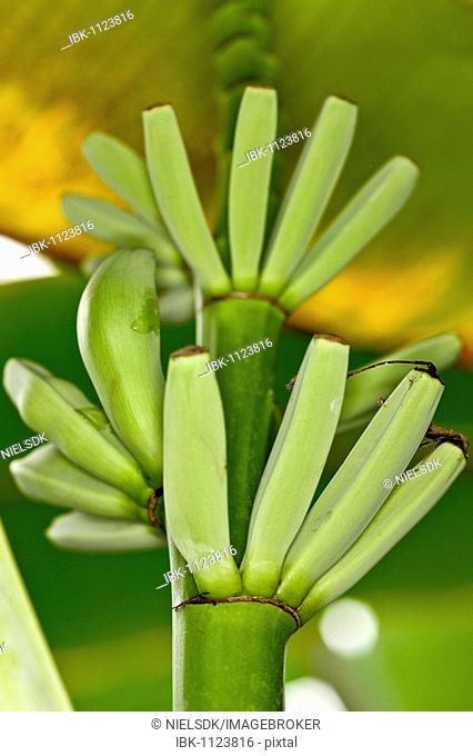 Bunch of bananas (Musa)